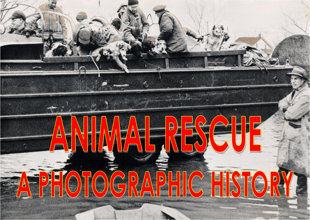 Animal Rescue- A Photographic History Vol. 1 No.&nbsp;19