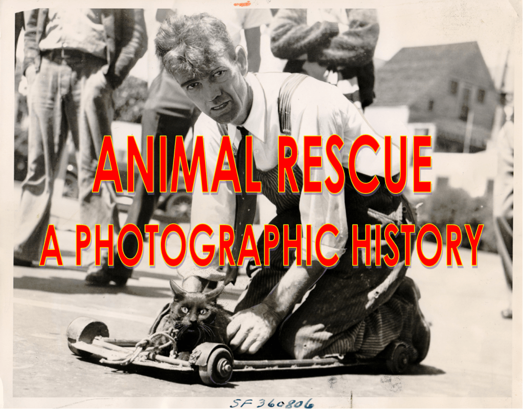 Animal Rescue- A Photographic History Vol. 1 No.&nbsp;21