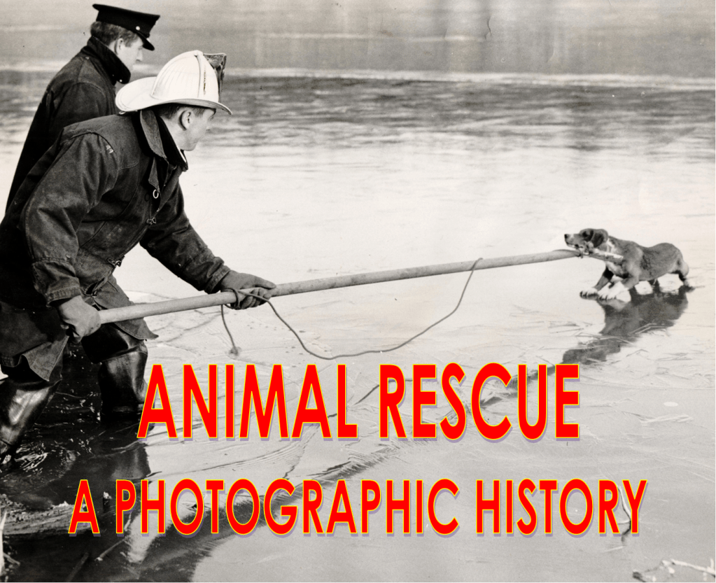 Animal Rescue- A Photographic History Vol. 1 No.&nbsp;7