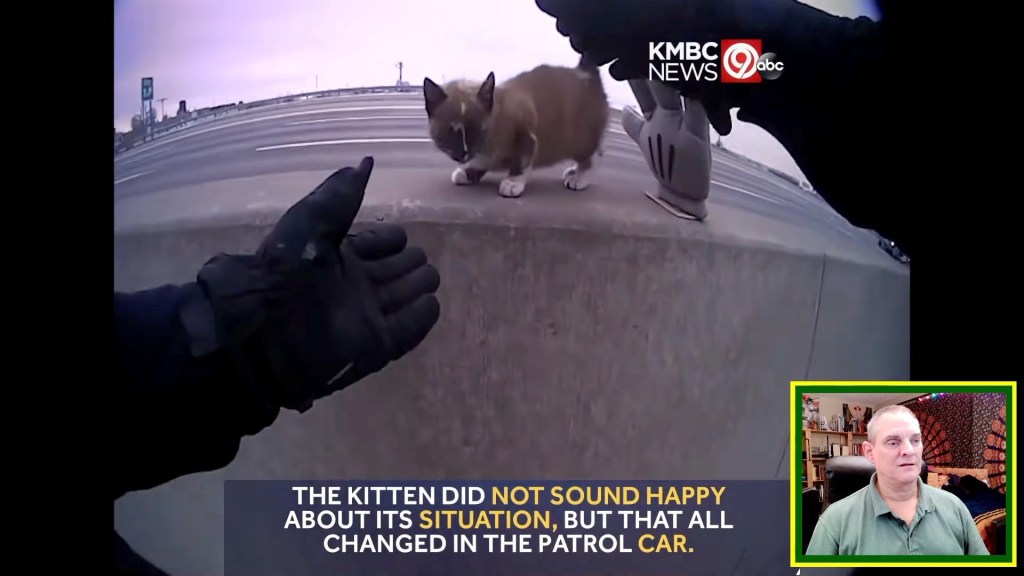 Animal Rescue Postmortem Vol. 6 No. 11 Police officer rescues kitten from highway&nbsp;barrier