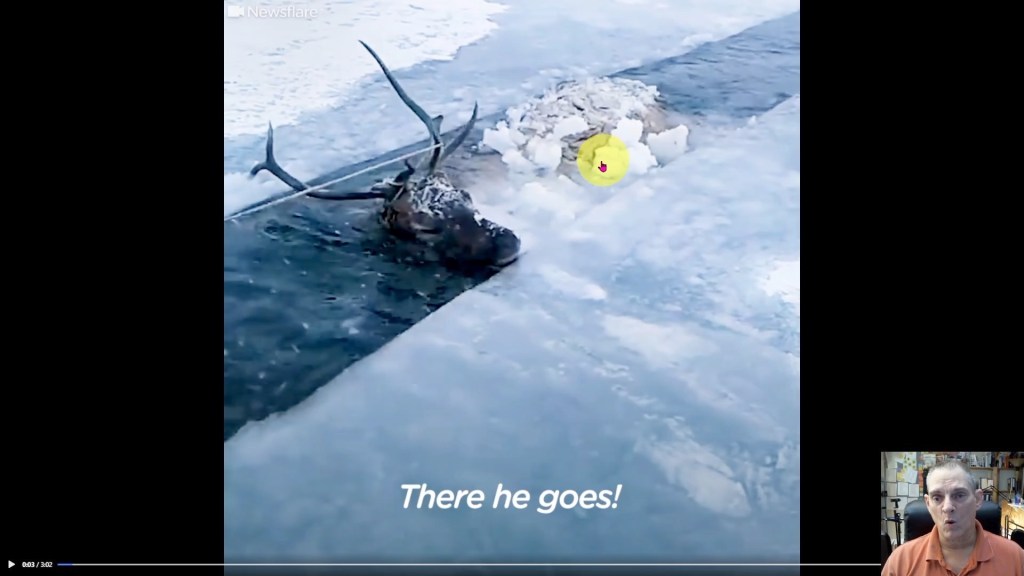 Animal Rescue Postmortem Vol. 1 No.&nbsp;1