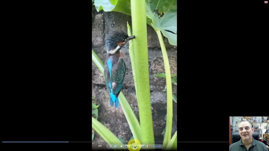 Animal Rescue Postmortem Vol. 4 No. 11 Hummingbird stuck on plant&nbsp;stem