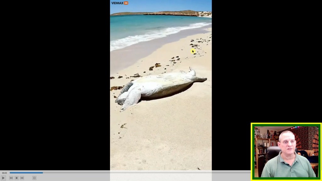 Animal Rescue Postmortem Vol. 5 No. 15 Sea turtle almost dies on it’s&nbsp;back